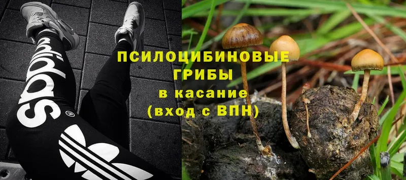 Псилоцибиновые грибы Psilocybine cubensis  Знаменск 